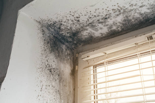 Affordable Commercial Mold Remediation solutions in McHenry, MD